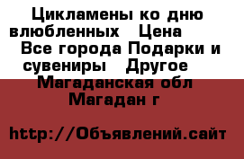 Цикламены ко дню влюбленных › Цена ­ 180 - Все города Подарки и сувениры » Другое   . Магаданская обл.,Магадан г.